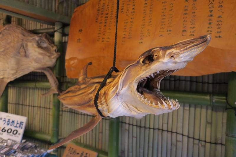 衝擊《大型魚魚乾店》完全超越魚乾規格的武器級干物ww 衝擊《大型魚魚乾店》完全超越魚乾規格的武器級干物ww