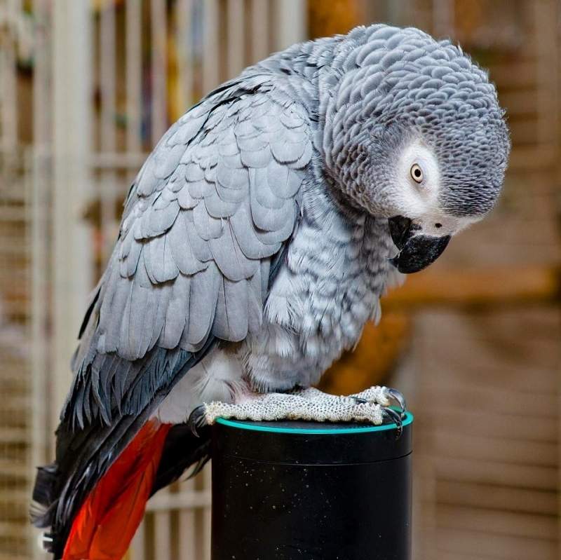 《因罵髒話被Fire的鸚鵡》火掉後回家狂買網拍發洩怒氣w 《因罵髒話被Fire的鸚鵡》火掉後回家狂買網拍發洩怒氣w