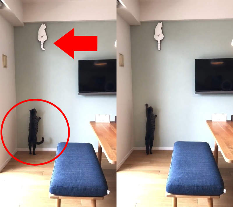 與《貓咪尾巴搖搖時鐘》同步的喵星人~ヽ(=^・ω・^=)丿 與《貓咪尾巴搖搖時鐘》同步的喵星人~ヽ(=^・ω・^=)丿