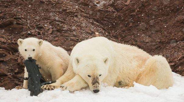英國環保團體滿心期待到挪威拍攝《北極熊》結果竟是這種畫面.....