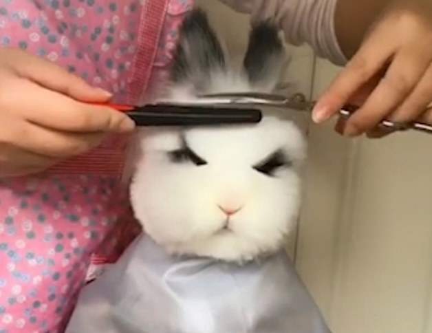 敲可愛《替兔子理髮》這麼乖 裡面真的沒有躲著一個人? 敲可愛《替兔子理髮》這麼乖 裡面真的沒有躲著一個人?