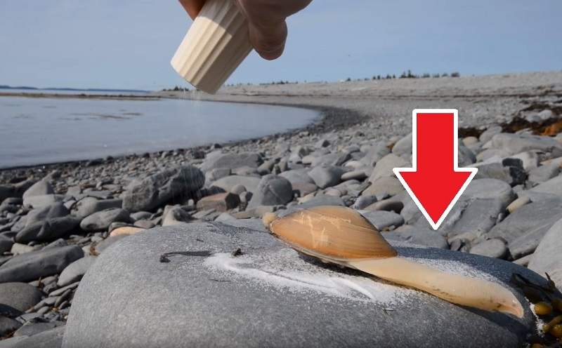 讓人難忘的「舌頭」《蛤蜊舔鹽》肥嫩的肉不是舌而是意想不到的...