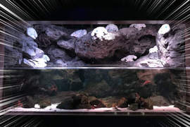 《捕獲野生大耳狗喜拿》京都水族館水槽裡竟然出現大量大耳狗棲息!? 《捕獲野生大耳狗喜拿》京都水族館水槽裡竟然出現大量大耳狗棲息!?