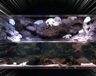 《捕獲野生大耳狗喜拿》京都水族館水槽裡竟然出現大量大耳狗棲息!? 《捕獲野生大耳狗喜拿》京都水族館水槽裡竟然出現大量大耳狗棲息!?