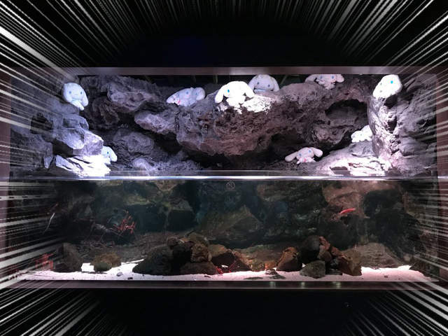 《捕獲野生大耳狗喜拿》京都水族館水槽裡竟然出現大量大耳狗棲息!? 《捕獲野生大耳狗喜拿》京都水族館水槽裡竟然出現大量大耳狗棲息!?