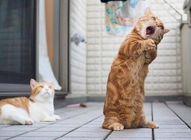 《貓的Snapchat》這些可愛喵喵們可以全部抱緊處理嗎？