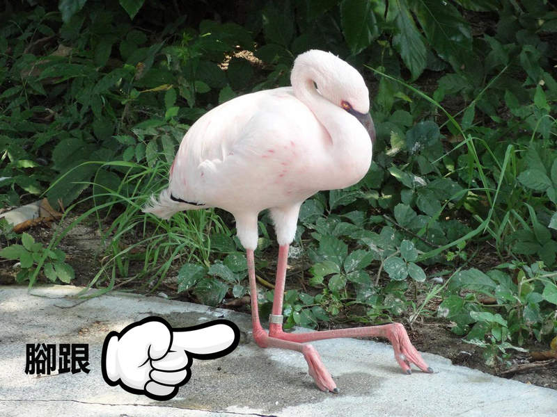 常被誤解的《動物腳構造》用人類比喻就能清楚看出腳踝的正確位置 常被誤解的《動物腳構造》用人類比喻就能清楚看出腳踝的正確位置