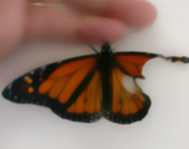 《發現翅膀殘缺的蝴蝶》立刻準備替他動手術(๑•̀ㅂ•́)و 《發現翅膀殘缺的蝴蝶》立刻準備替他動手術(๑•̀ㅂ•́)و