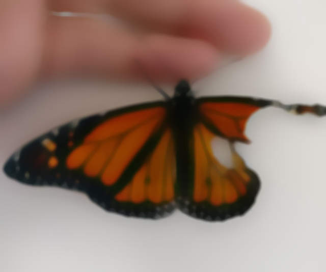 《發現翅膀殘缺的蝴蝶》立刻準備替他動手術(๑•̀ㅂ•́)و