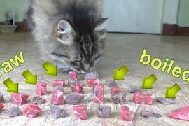 趣味實驗《貓咪喜歡吃生肉還是熟肉》不同的食物喜歡的好像也不太一樣呢 趣味實驗《貓咪喜歡吃生肉還是熟肉》不同的食物喜歡的好像也不太一樣呢
