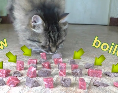 趣味實驗《貓咪喜歡吃生肉還是熟肉》不同的食物喜歡的好像也不太一樣呢 趣味實驗《貓咪喜歡吃生肉還是熟肉》不同的食物喜歡的好像也不太一樣呢
