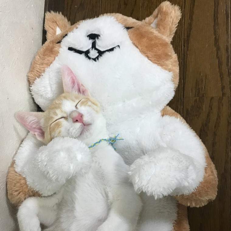 因為吃過流浪的苦《喜歡討抱抱的貓咪》成為網路新寵兒 因為吃過流浪的苦《喜歡討抱抱的貓咪》成為網路新寵兒