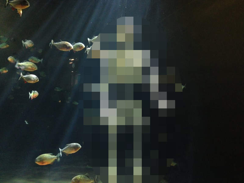 日本《水族館飼育員失蹤事件》最後竟然在食人魚水槽中被發現...(⊙＿⊙) - 圖片1