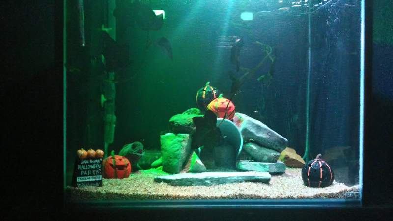 日本《水族館飼育員失蹤事件》最後竟然在食人魚水槽中被發現...(⊙＿⊙) - 圖片8