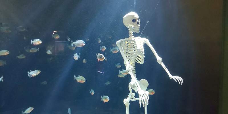 日本《水族館飼育員失蹤事件》最後竟然在食人魚水槽中被發現...(⊙＿⊙) - 圖片10
