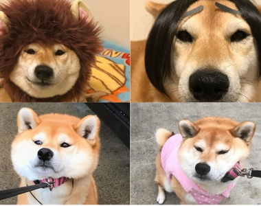 被主人捉弄也ㄧ派正經的《柴犬小妞Marron》長大了 傲嬌的要命呢 被主人捉弄也ㄧ派正經的《柴犬小妞Marron》長大了 傲嬌的要命呢