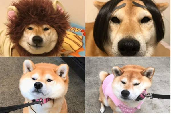 被主人捉弄也ㄧ派正經的《柴犬小妞Marron》長大了 傲嬌的要命呢 被主人捉弄也ㄧ派正經的《柴犬小妞Marron》長大了 傲嬌的要命呢