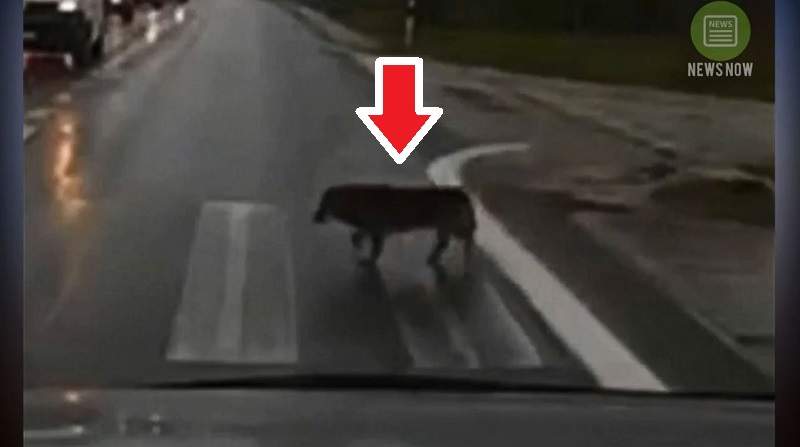 比人類還遵守交通規矩《過斑馬線的狗》會左右看一下確定綠燈沒車才走w