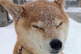 《下雪時小動物們看起來都像甜點》看著看著就餓了(住手啊~不能吃~ 《下雪時小動物們看起來都像甜點》看著看著就餓了(住手啊~不能吃~