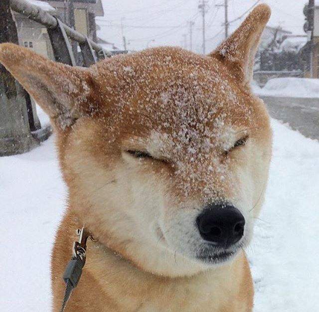 《下雪時小動物們看起來都像甜點》看著看著就餓了(住手啊~不能吃~ 《下雪時小動物們看起來都像甜點》看著看著就餓了(住手啊~不能吃~