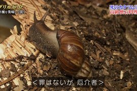 摸了就會死《橫行沖繩的非洲大蝸牛》網友慶幸在台灣看過沒去摸…… 摸了就會死《橫行沖繩的非洲大蝸牛》網友慶幸在台灣看過沒去摸……