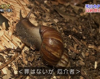摸了就會死《橫行沖繩的非洲大蝸牛》網友慶幸在台灣看過沒去摸…… 摸了就會死《橫行沖繩的非洲大蝸牛》網友慶幸在台灣看過沒去摸……