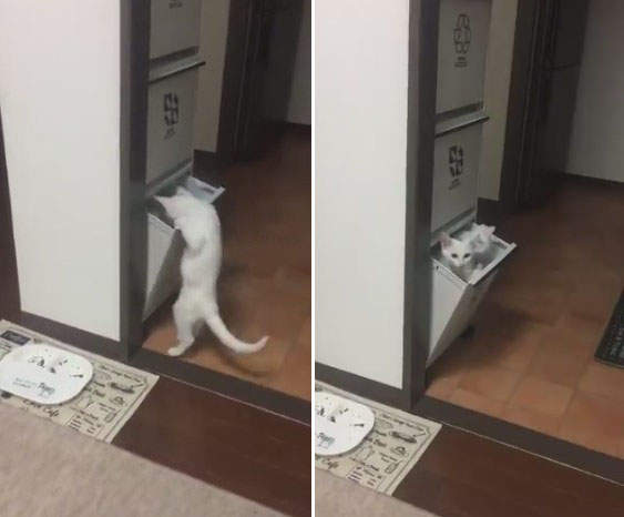 《喵的勒躲貓貓》兩隻小貓會開櫃子還知道關起來這太神惹 《喵的勒躲貓貓》兩隻小貓會開櫃子還知道關起來這太神惹