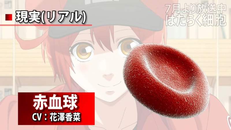 雖然早就知道《工作細胞》的《理想與現實》還是破壞不了我對血小板老婆的想像的(握拳) 雖然早就知道《工作細胞》的《理想與現實》還是破壞不了我對血小板老婆的想像的(握拳)