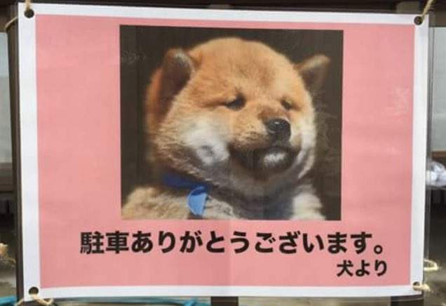 超天才發想《指揮停車的狗狗》從此倒車入庫沒再失敗過(最好是w) 超天才發想《指揮停車的狗狗》從此倒車入庫沒再失敗過(最好是w)