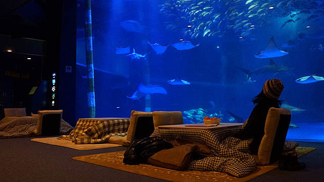 日本冬季限定《暖桌水族館》有如窩在家觀賞海洋生態的暖桌服務正流行 日本冬季限定《暖桌水族館》有如窩在家觀賞海洋生態的暖桌服務正流行