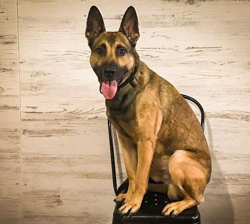 無法通過《服務犬訓練》的狗大受歡迎 欸欸拐杖不是玩具啊 無法通過《服務犬訓練》的狗大受歡迎 欸欸拐杖不是玩具啊