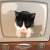 《貞子貓》喜歡在紙箱電視跳進跳出的喵星人太可愛惹❤