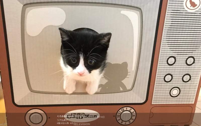 《貞子貓》喜歡在紙箱電視跳進跳出的喵星人太可愛惹❤