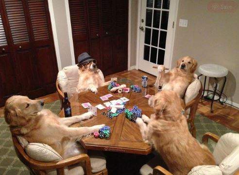 好有「人情味」的黃金《明星狗Bailey》竟然會幫忙洗車...比史奴比還強w