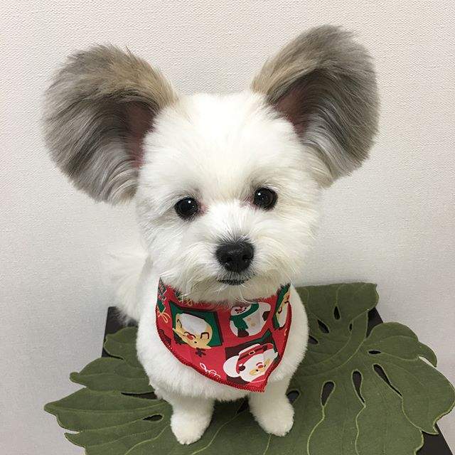 怎麼會這麼萌《混血犬Goma》一對大大的耳朵超級可愛 怎麼會這麼萌《混血犬Goma》一對大大的耳朵超級可愛