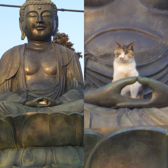 真貓神《在大佛手裡睡覺的貓》這裡很舒適嘛~(呵欠) 真貓神《在大佛手裡睡覺的貓》這裡很舒適嘛~(呵欠)