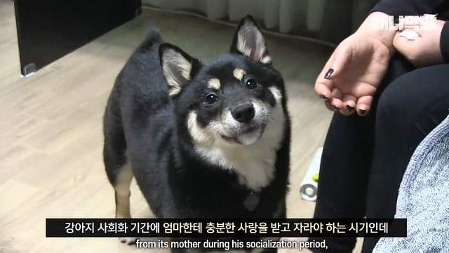 主人大困擾《狗狗會對自己尾巴發脾氣》理解不能的怪行為(?)