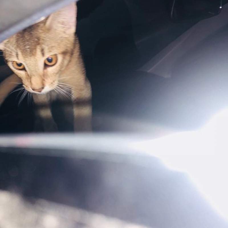 這也太離譜《把貓養在車子內》一養就是數月就不怕貓咪有生命危險嗎...