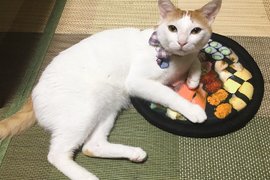 《當貓咪遇到壽司坐墊》看起來好好吃啊~我要吃我要吃(舔舔舔) 《當貓咪遇到壽司坐墊》看起來好好吃啊~我要吃我要吃(舔舔舔)