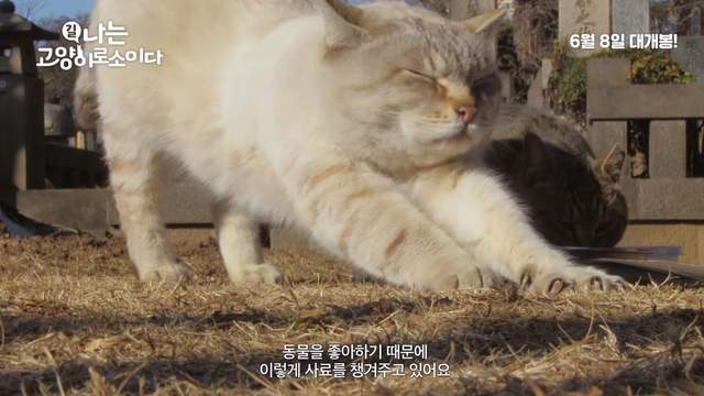 台日韓的街貓日記《我是一隻貓》超療癒呼嚕＋睡姿超級可愛