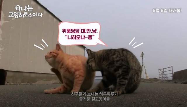 台日韓的街貓日記《我是一貓》超療呼嚕＋姿超級可愛 - 圖片3