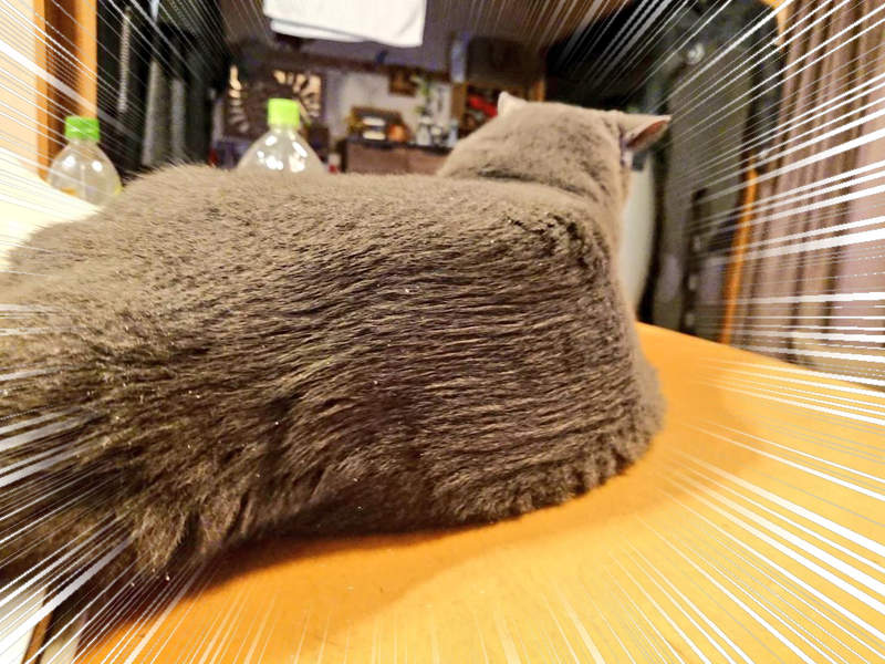 《老爸幫貓咪梳毛的結果》毛呼呼的貓咪竟然硬化變成＂貓岩岸＂！？(⊙＿⊙)