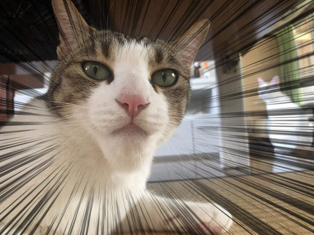 戽斗星球真實版《長出下巴的貓咪》突然進化的下巴原來是因為... 戽斗星球真實版《長出下巴的貓咪》突然進化的下巴原來是因為...