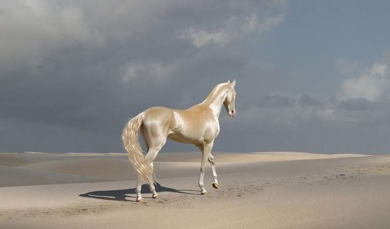 世界上最美麗的金色天馬《汗血寶馬Akhal-Teke》專家解析超閃亮光澤毛髮的秘密✨ 世界上最美麗的金色天馬《汗血寶馬Akhal-Teke》專家解析超閃亮光澤毛髮的秘密✨