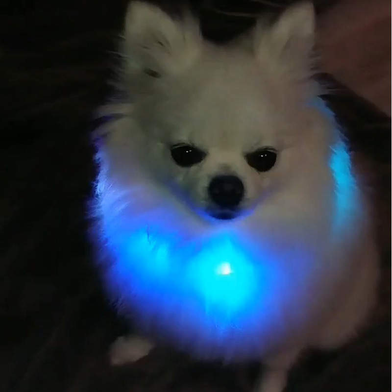 酷炫《寵物項圈燈》長毛寵物戴上後整個閃閃發亮好漂釀啊
