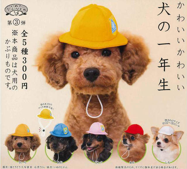 狗狗頭套轉蛋《狗狗一年級生》超懷念的小學帽讓狗狗戴上入學去♪