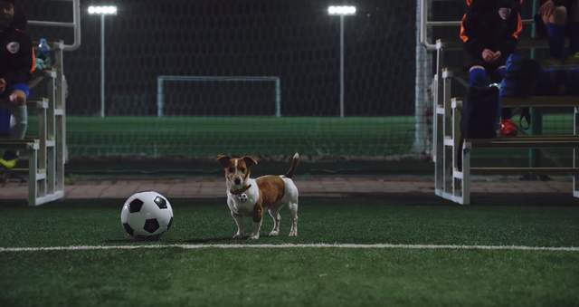 這次換狗狗來當守門員《2018世足賽》韓國推出「寵物應援世足日」