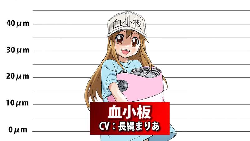 《工作細胞》大小上的《理想與現實》原來「巨噬細胞」真的是「巨」細胞