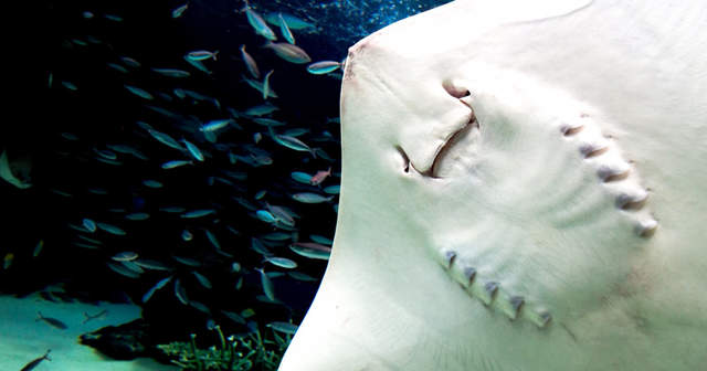 《魟魚小時候》讓你想像不到還有兩隻小腿動來動去超可愛