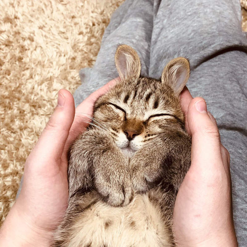 《為人類雙腿瘋狂的貓咪》一枕上去人類立刻失去行動能力...